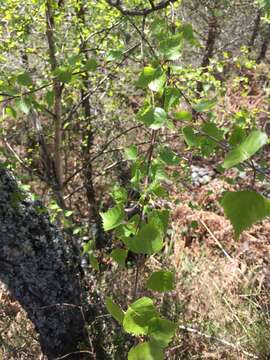 Image of Betula celtiberica Rothm. & Vasc.