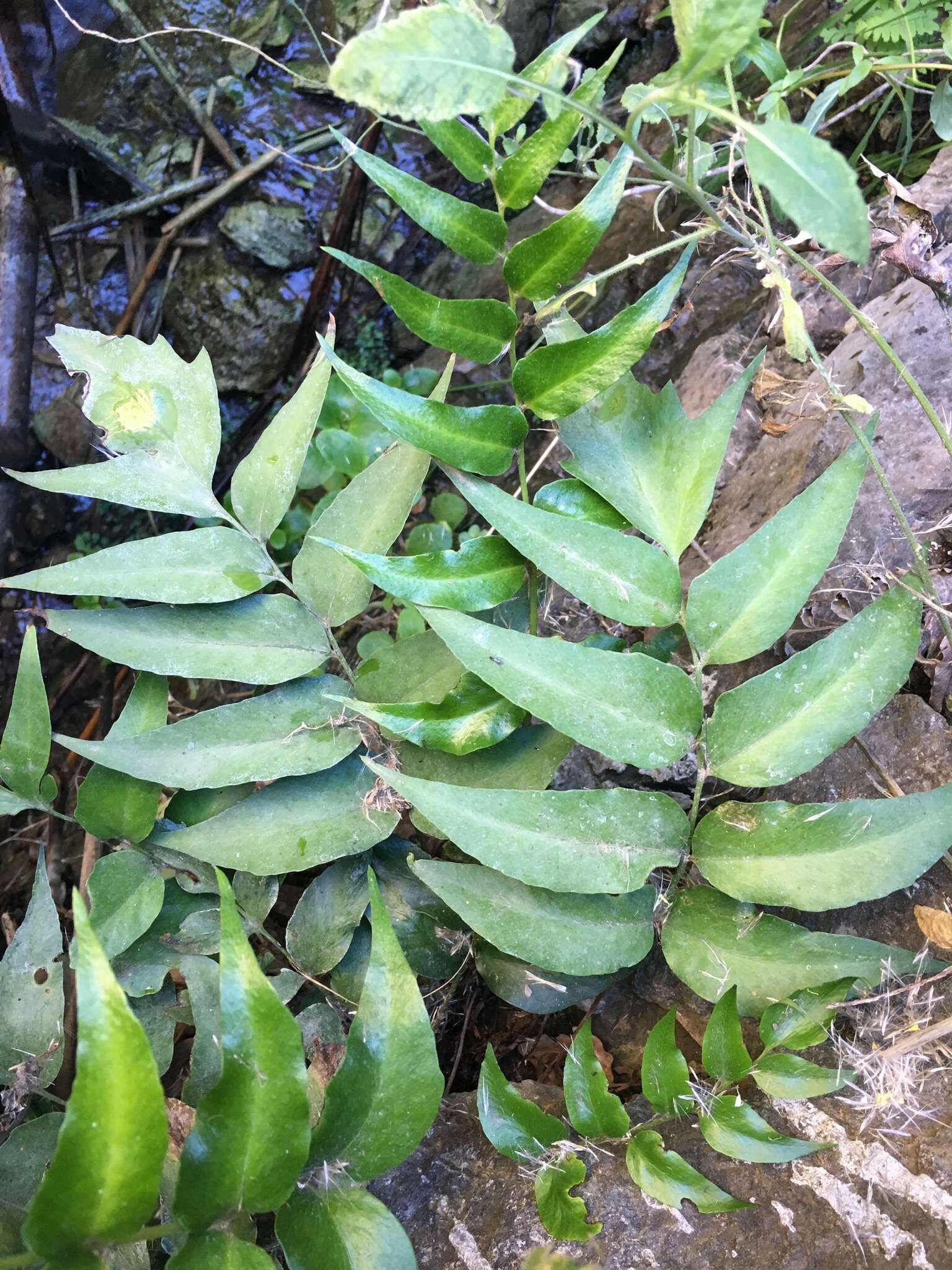 Image of Japanese netvein hollyfern