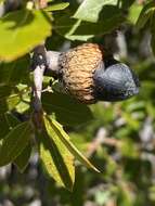 Image of interior live oak