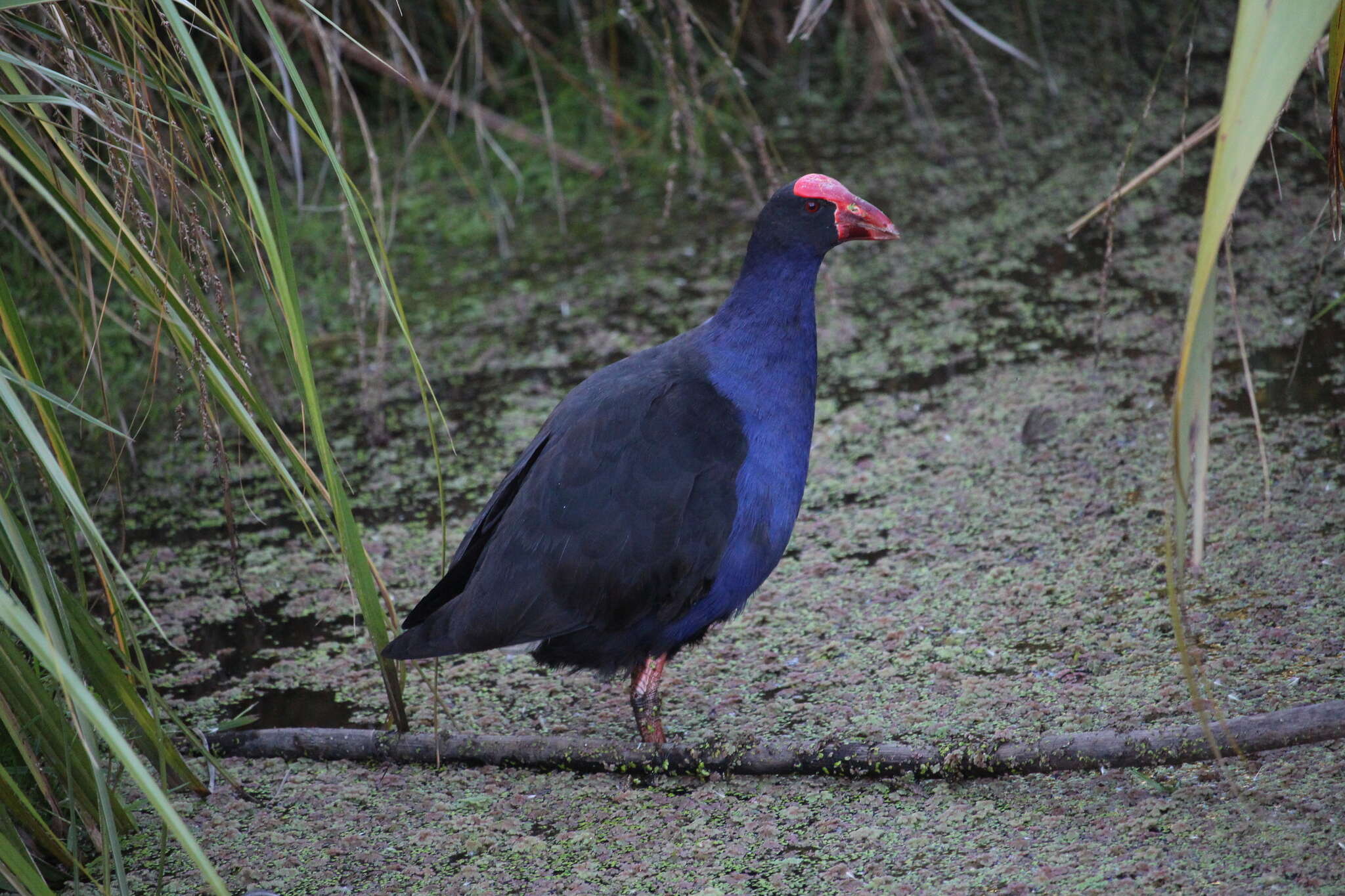 Image of Australasian Swamphen