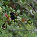 Image of Crimson-collared Grosbeak