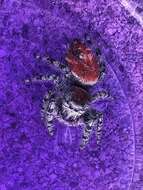 صورة Phidippus adumbratus Gertsch 1934