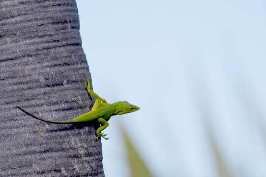 Image of Anolis smaragdinus Barbour & Shreve 1935