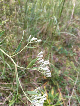 Image of lateflowering thoroughwort