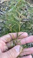 Image of Grevillea parviflora subsp. parviflora