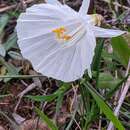 Image of Narcissus cantabricus DC.