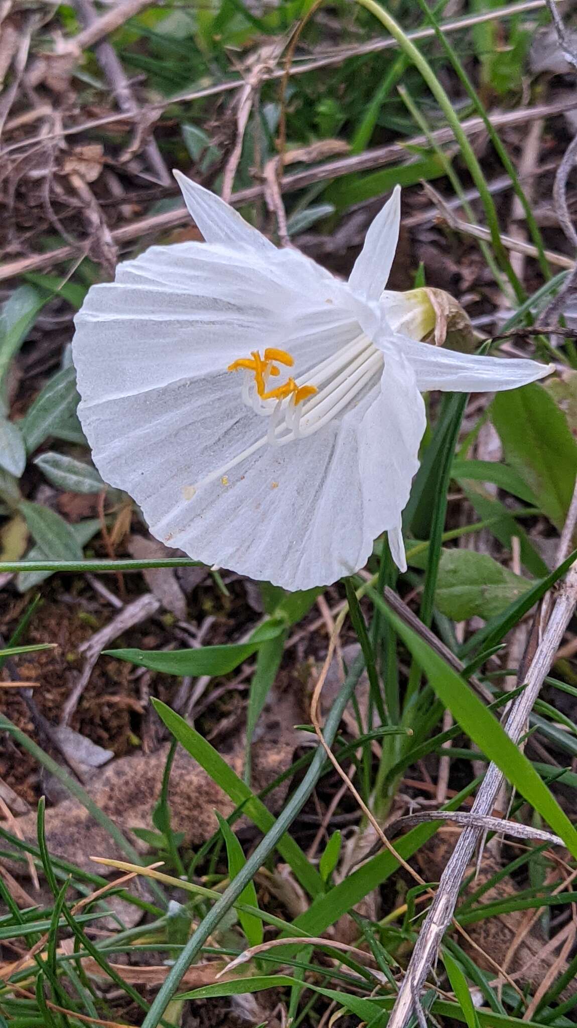 Image de Narcissus cantabricus DC.