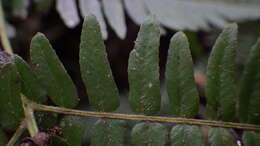 Image of Amauropelta pteroidea (Klotzsch) A. R. Sm.