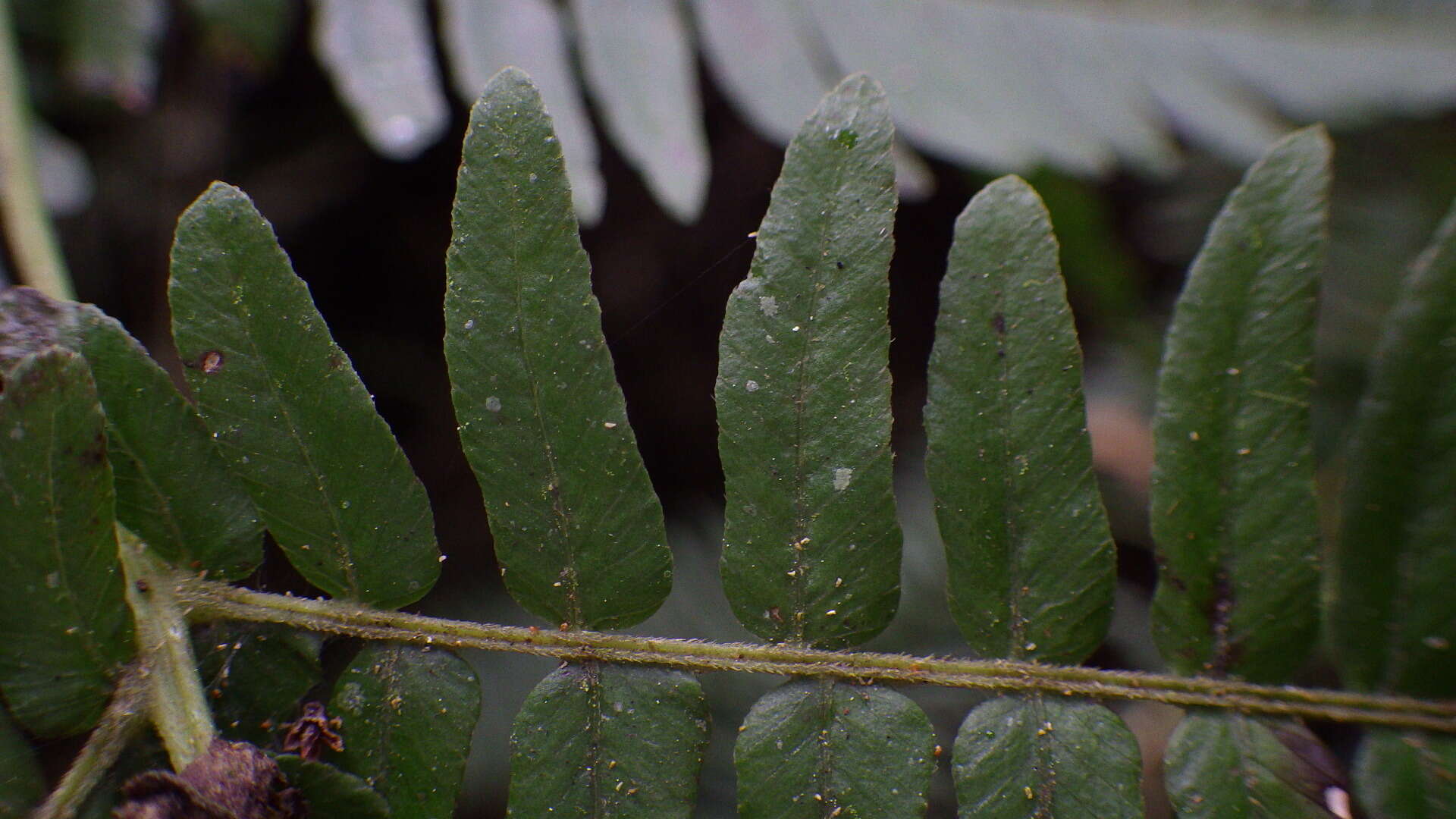 Image of Amauropelta pteroidea (Klotzsch) A. R. Sm.