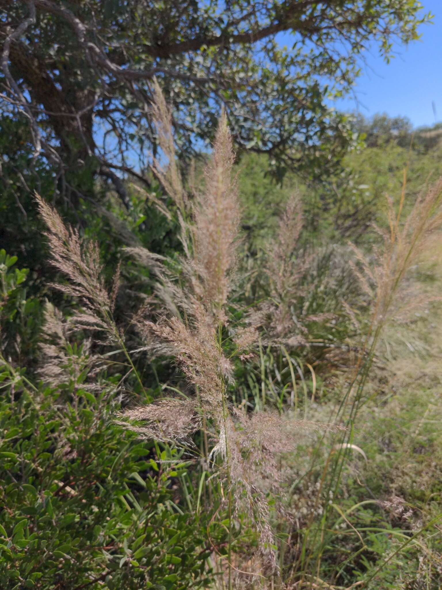 Image of bullgrass