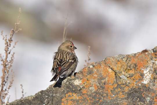 Image of Pallas's Rosefinch