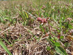 Image of Carolina clover