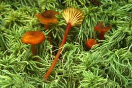 Слика од Hygrocybe coccineocrenata (P. D. Orton) M. M. Moser 1967