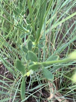 Image of Lotus discolor subsp. discolor