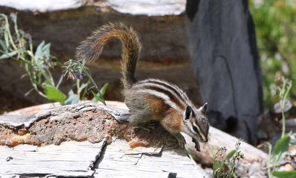 Image of Uinta Chipmunk