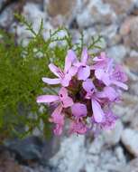 Image of Pelargonium denticulatum Jacq.