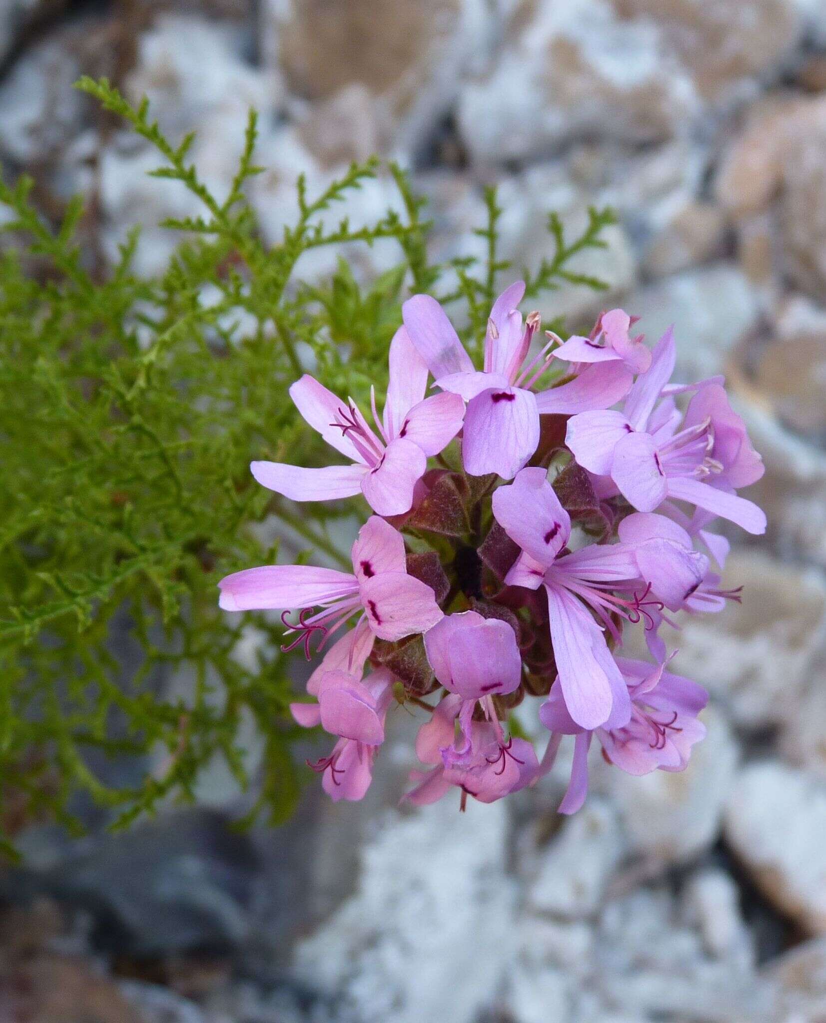 Image of Pelargonium denticulatum Jacq.