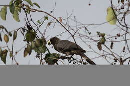 Image of Eastern Plantain-eater