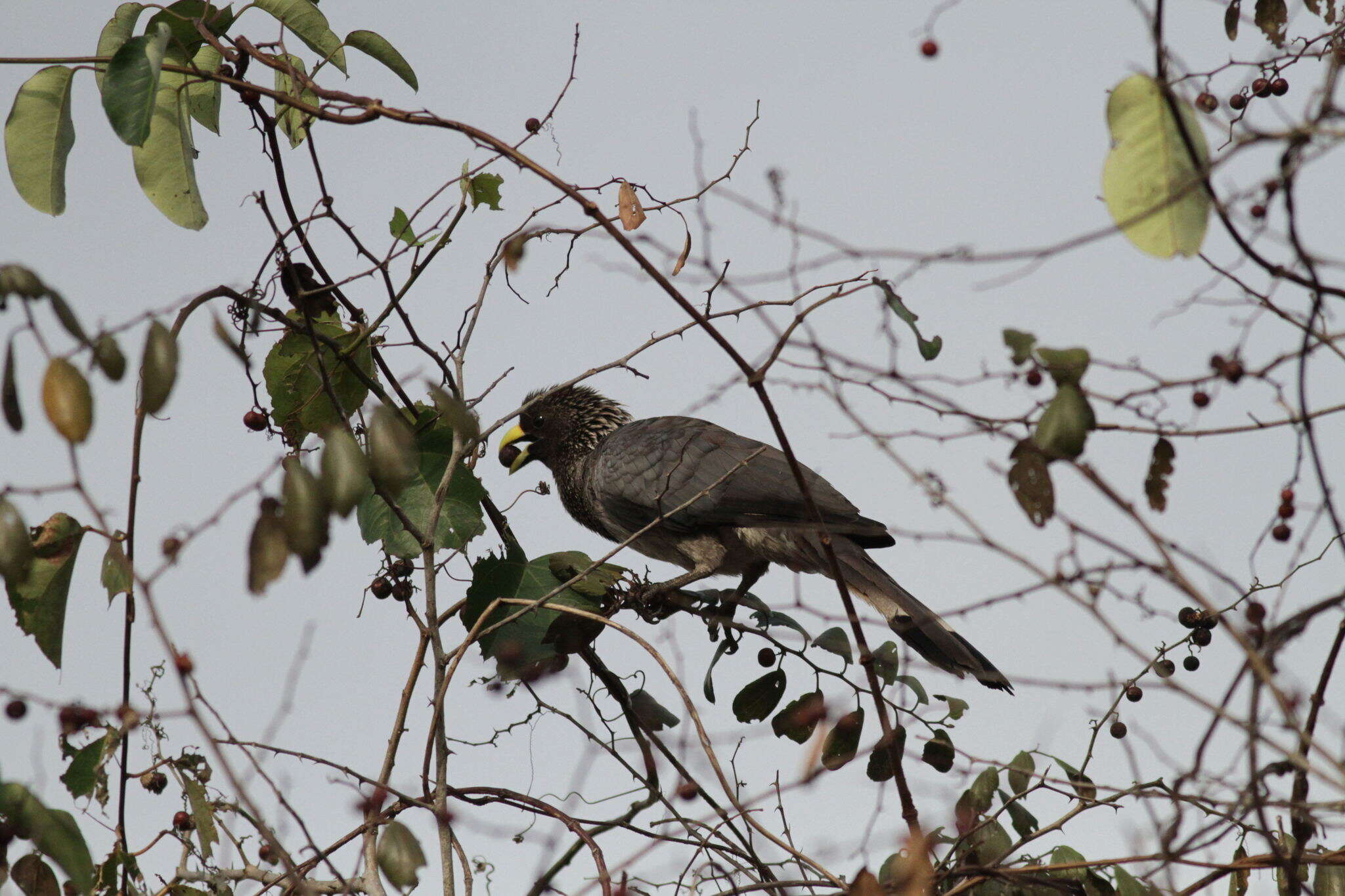 Image of Eastern Plantain-eater