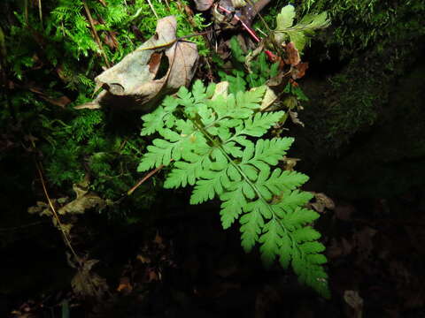 Image de Cystopteris laurentiana (Weath.) Blasdell