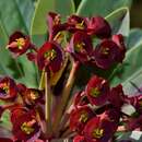 Image of Euphorbia atropurpurea Brouss. ex Willd.