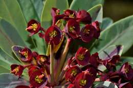 Euphorbia atropurpurea Brouss. ex Willd. resmi