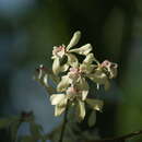 Imagem de Encyclia incumbens (Lindl.) Mabb.