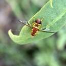 Image of Fruit fly