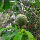 Image of mountain soursop