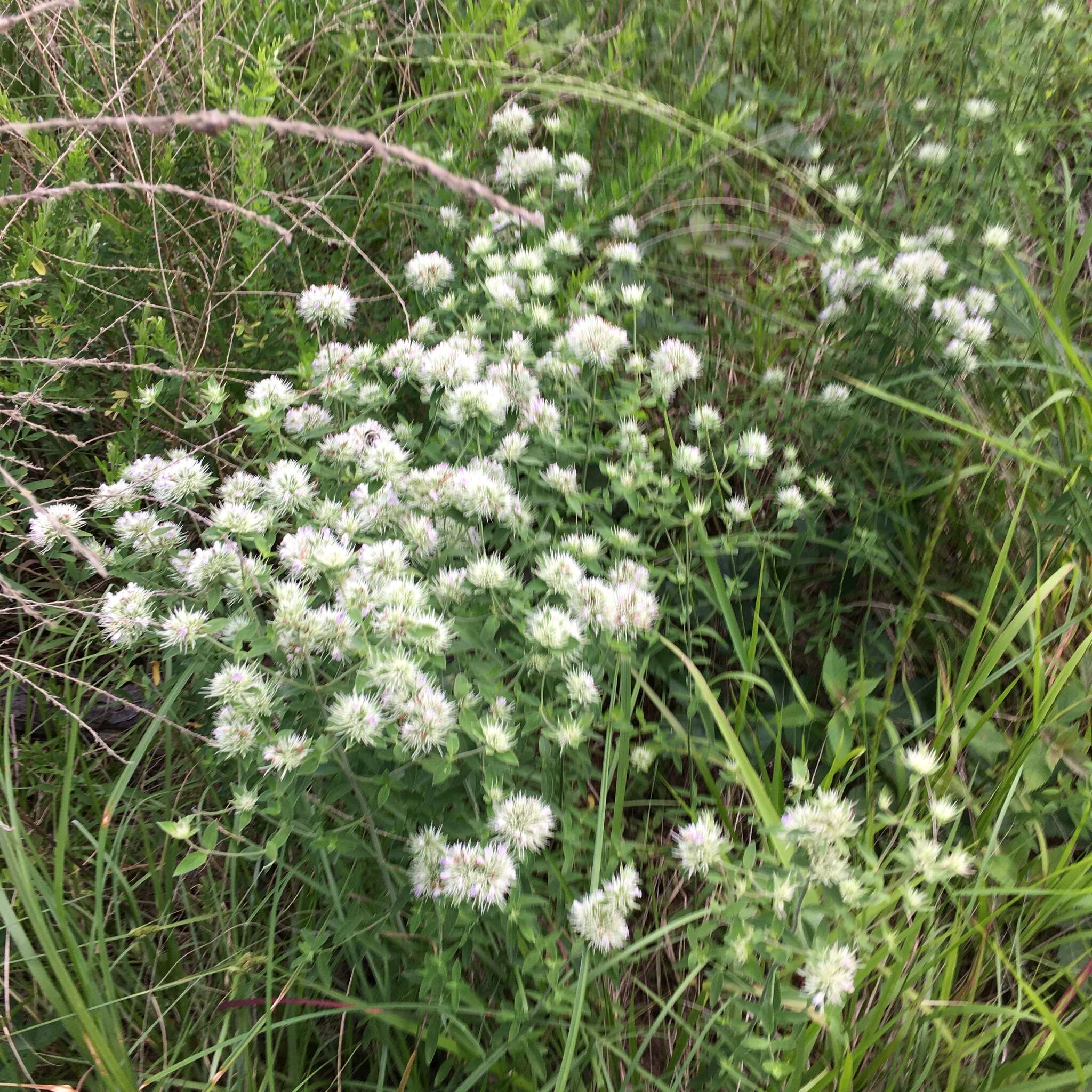 Pycnanthemum flexuosum (Walter) Britton, Sterns & Poggenb. resmi