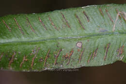 Image of Deparia lancea (Thunb. ex Murray) Fraser-Jenkins