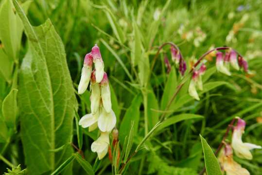 Imagem de Lathyrus laevigatus subsp. occidentalis (Fisch. & C. A. Mey.) Breistr.