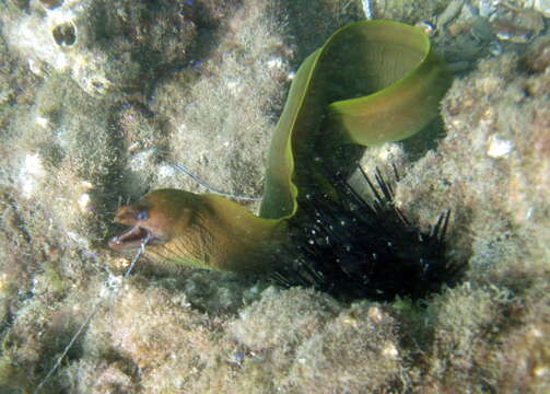 Image of Yellow moray