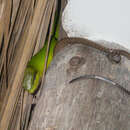 Image of Arboreal Rat Snake