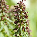 Image of Beakless Red Lousewort