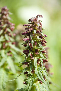 Imagem de Pedicularis recutita L.