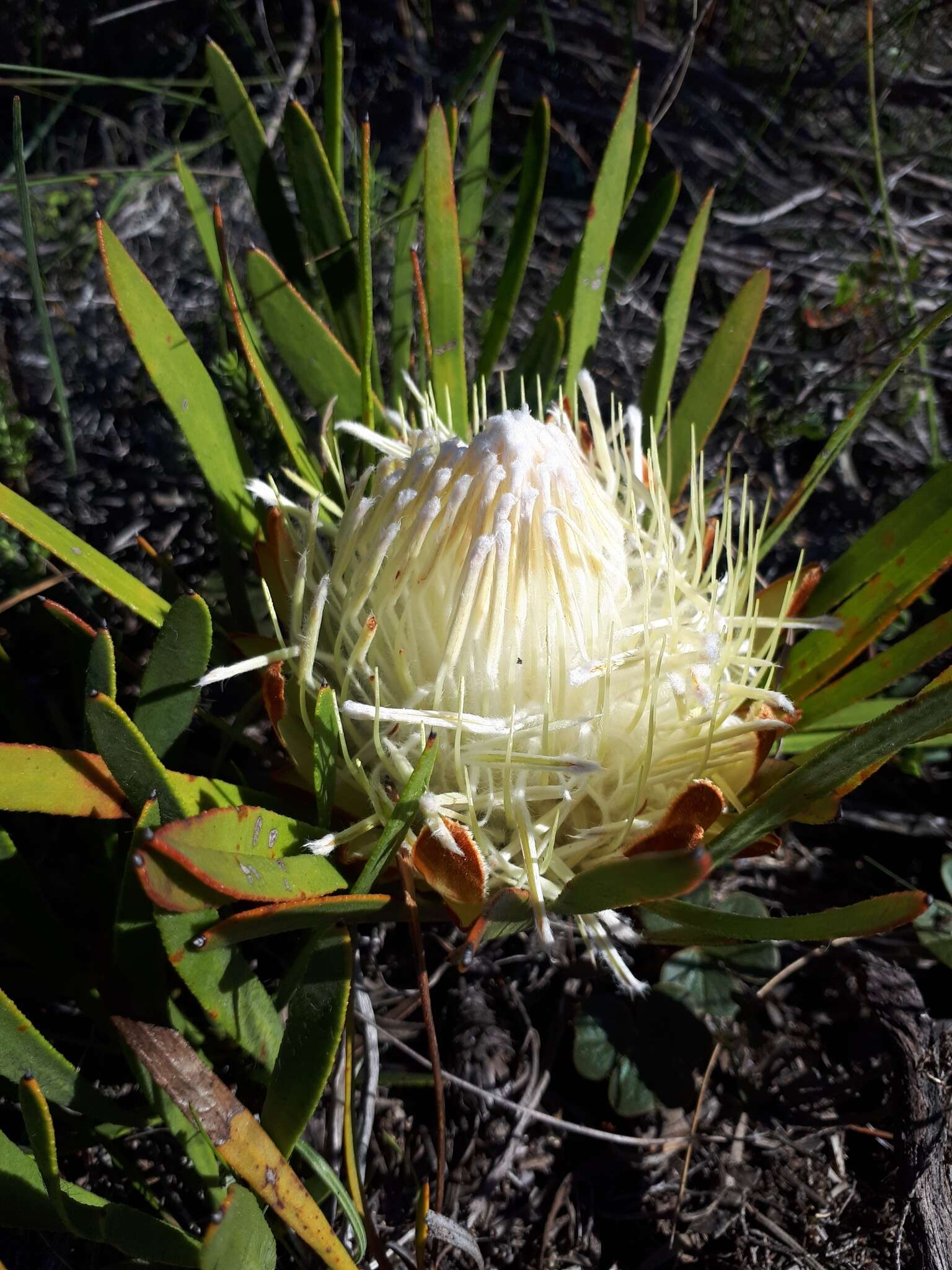 Image of Protea aspera Phillips