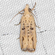 Image of Javelin Moth