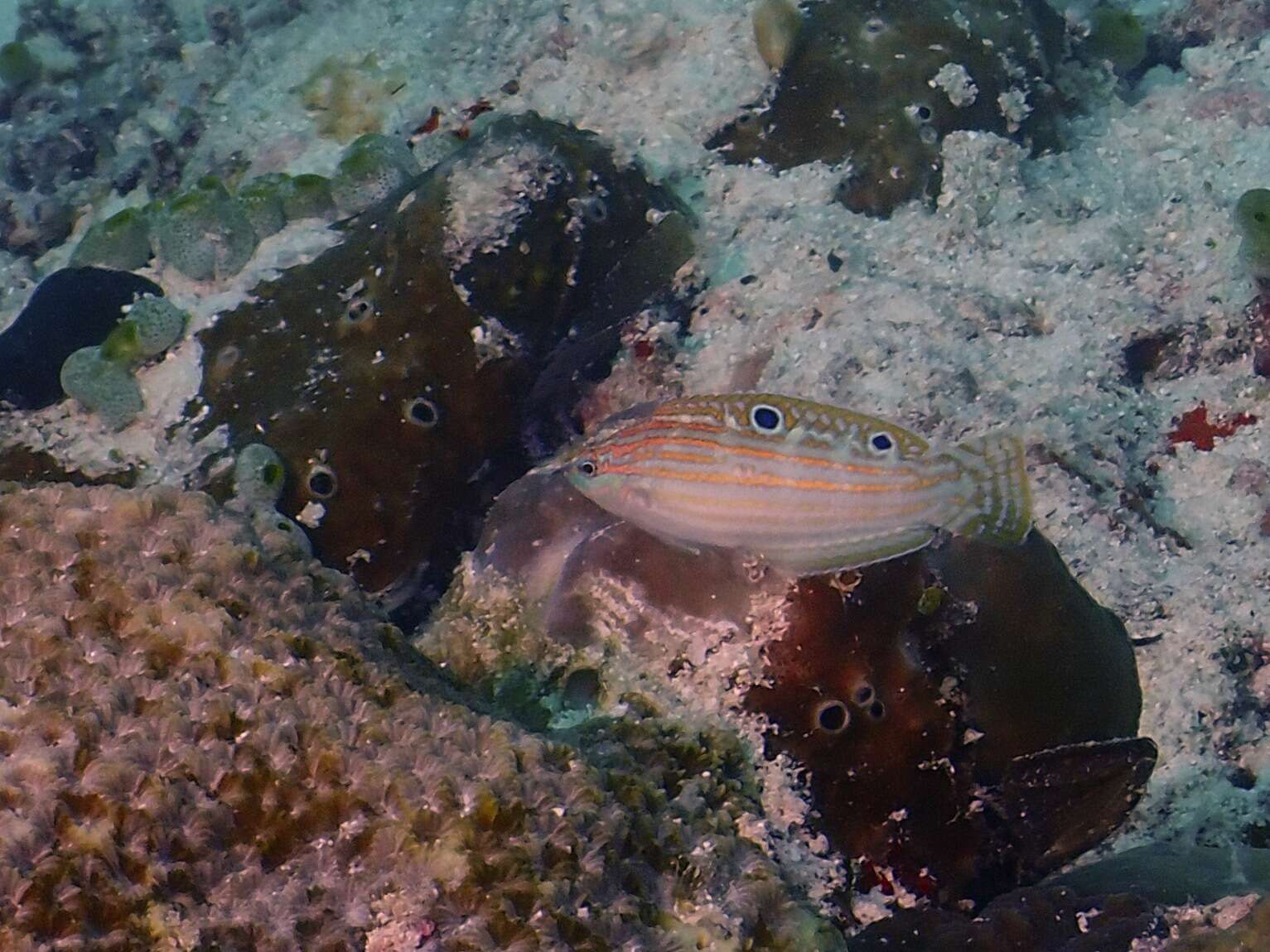 Image of Adorned wrasse