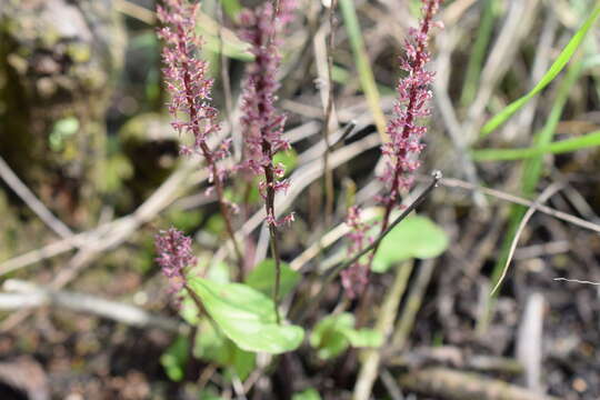 Image of Ehrenberg's adder's-mouth orchid