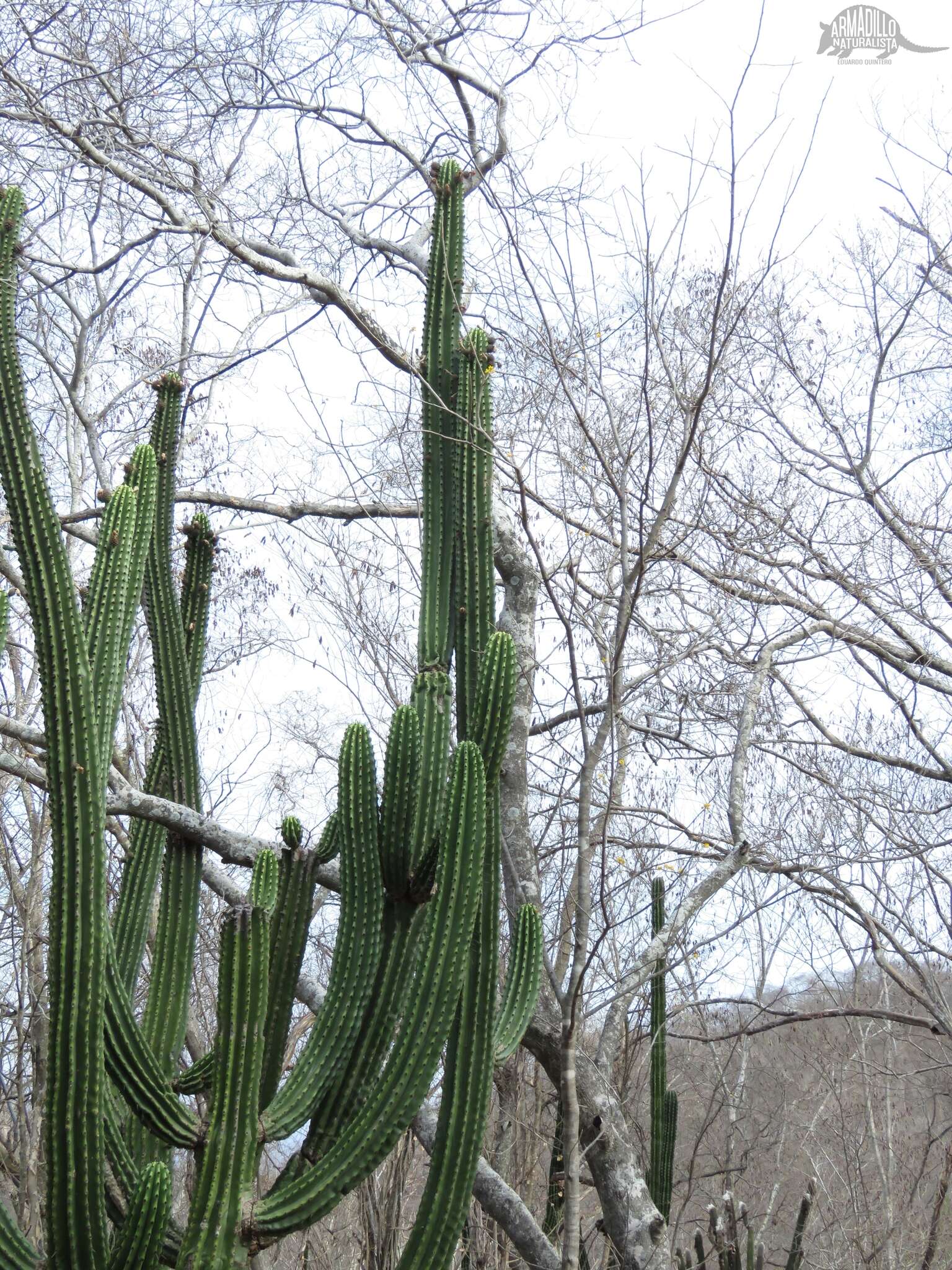 Stenocereus martinezii (J. G. Ortega) Buxb.的圖片