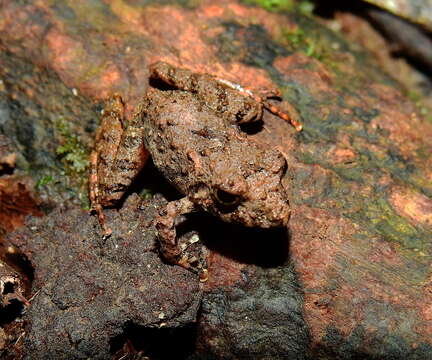 Слика од Pristimantis gutturalis (Hoogmoed, Lynch & Lescure 1977)