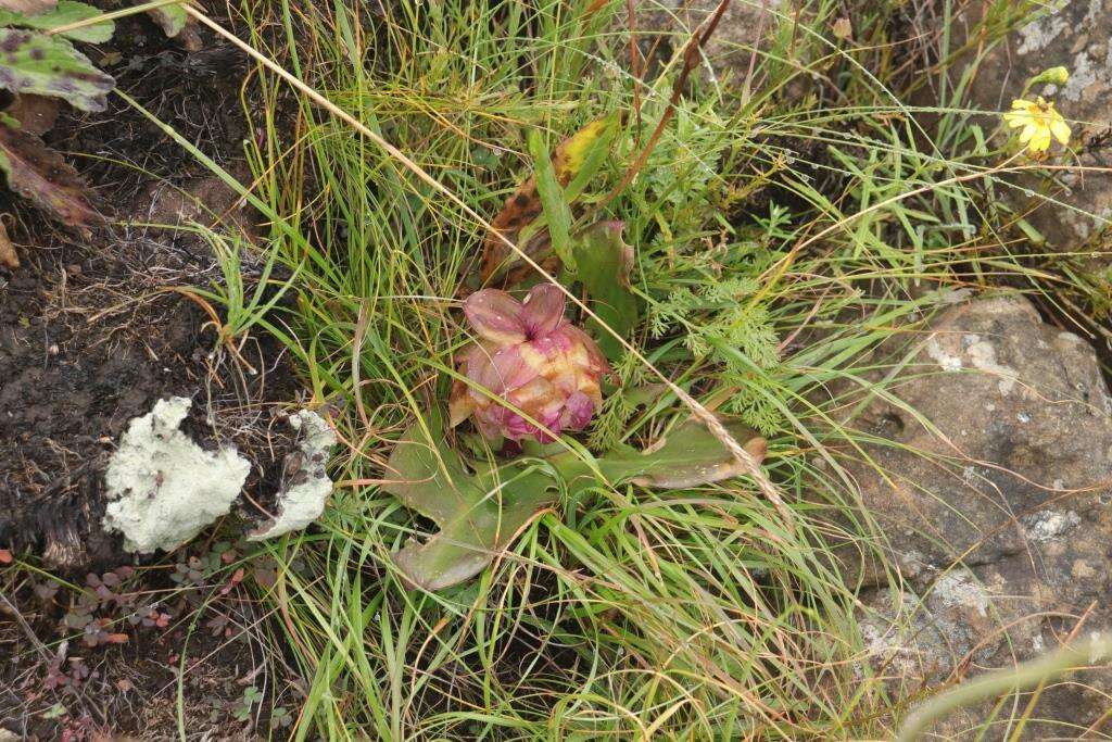 صورة Eucomis schijffii Reyneke