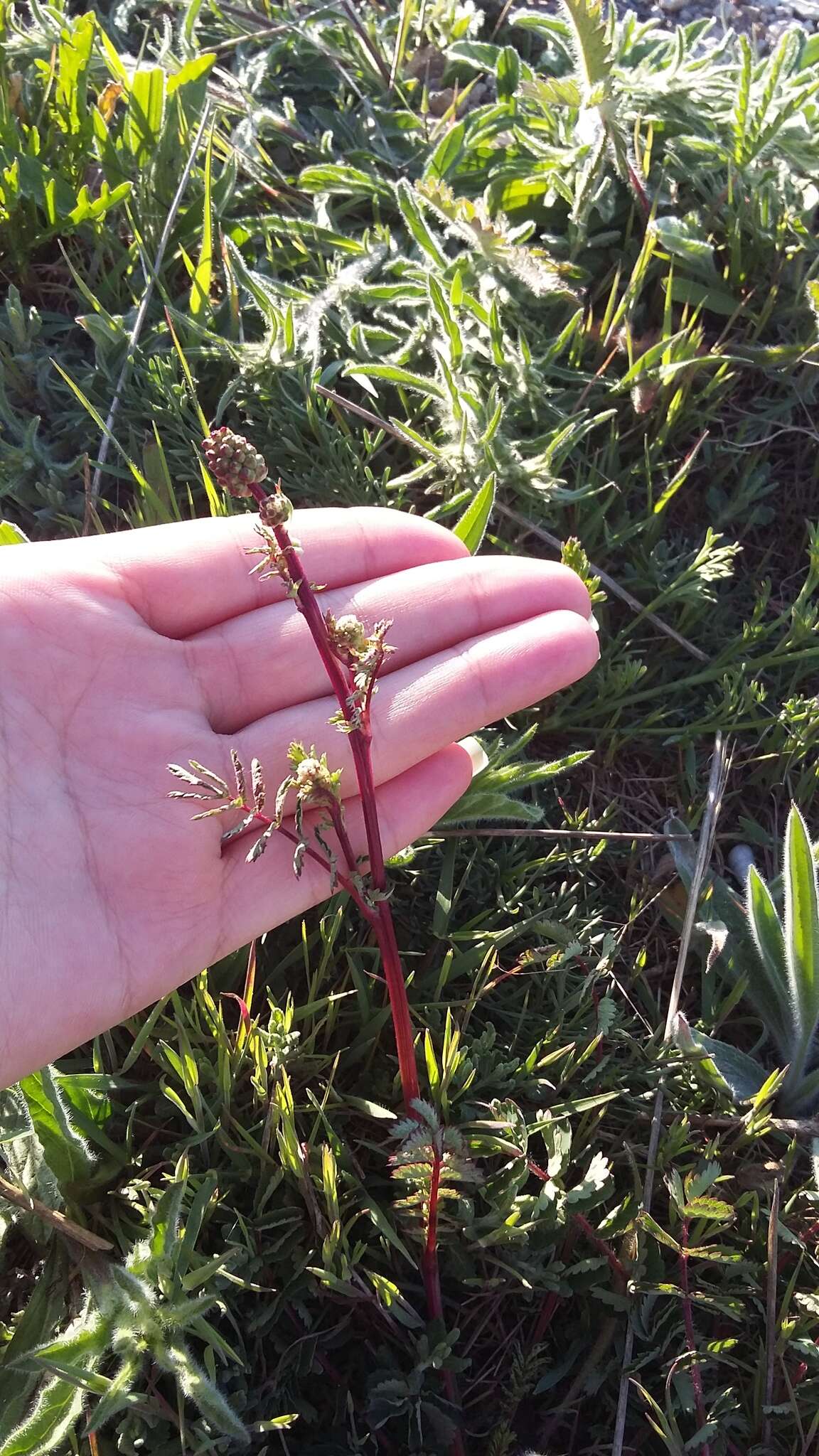 Image of Sanguisorba minor subsp. balearica (Bourg. ex Nyman) Mu