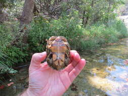 Sivun Sternotherus odoratus (Latreille 1802) kuva