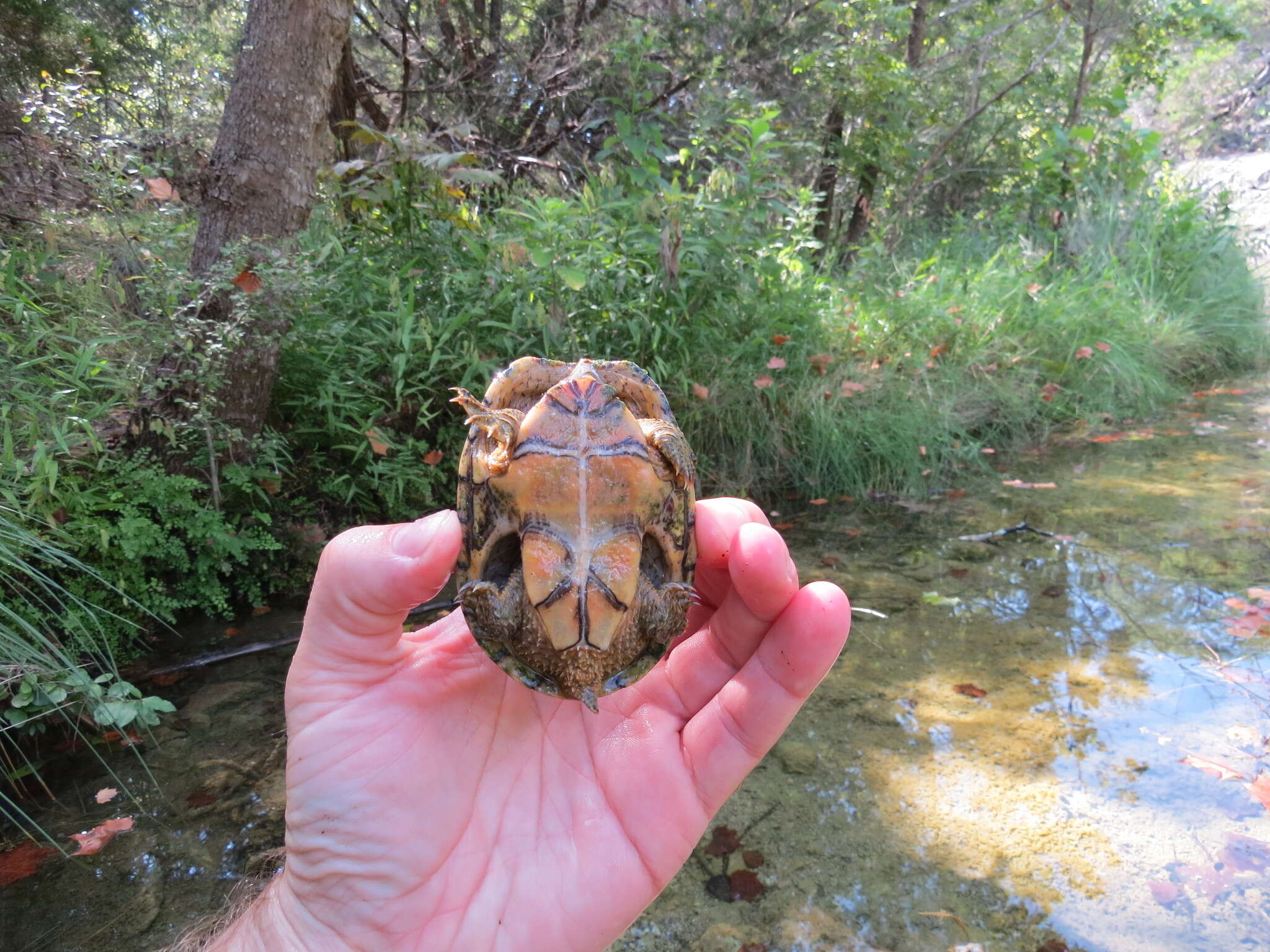 Image of Common Musk Turtle