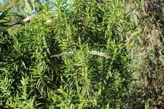 Image of Veronica salicifolia G. Forster