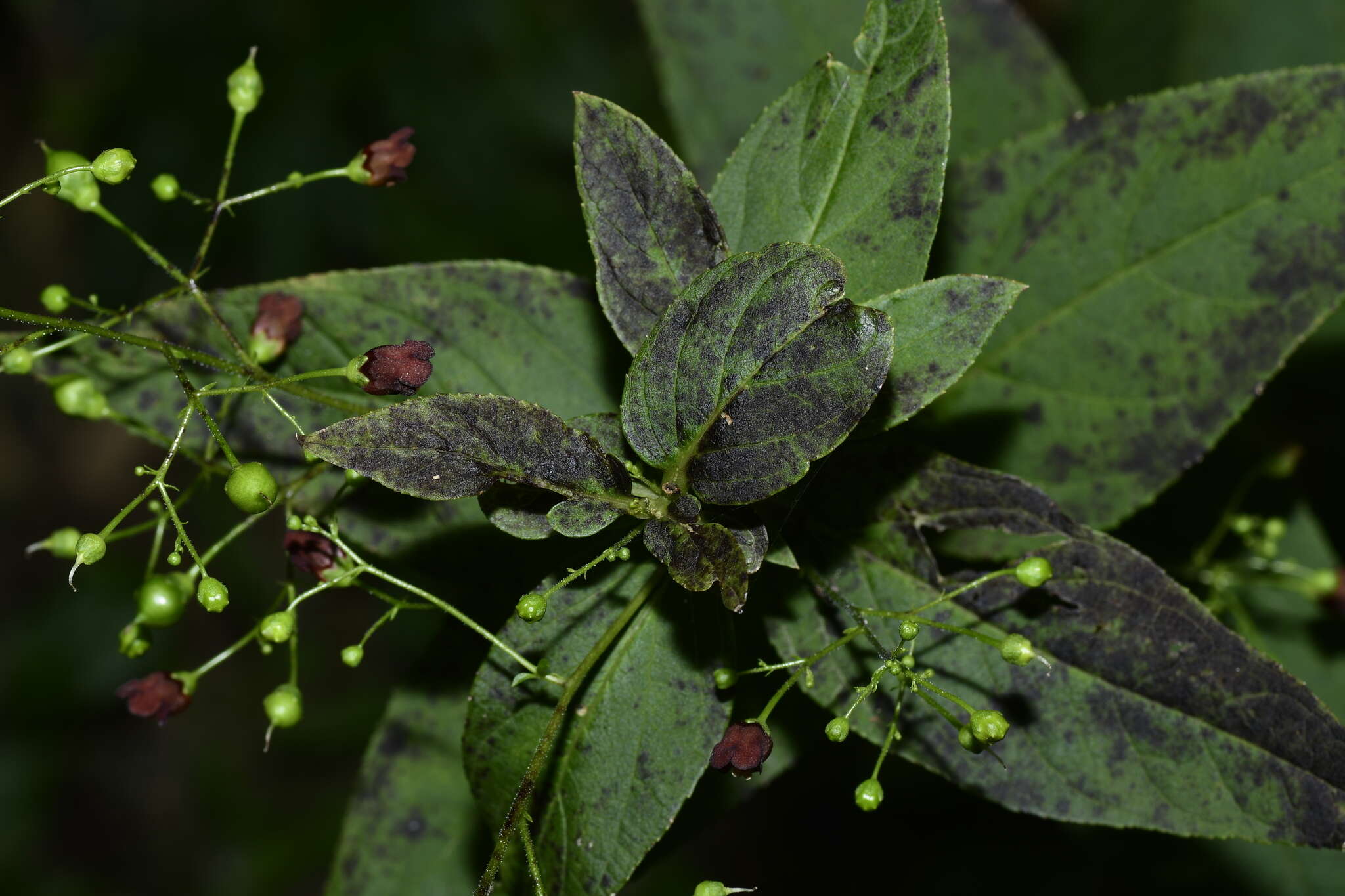 Scrophularia ningpoensis Hemsl. resmi