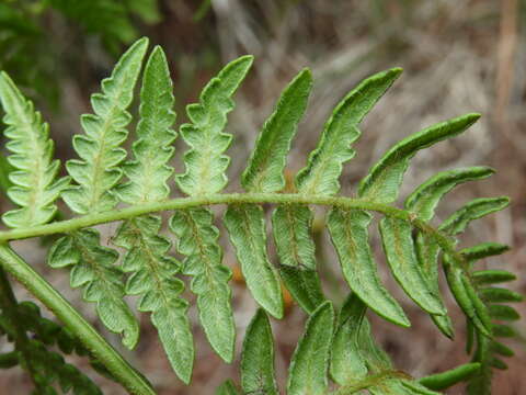 Image of Pteridium revolutum (Bl.) Nakai