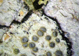 Image of Megalaria melanotropa (Nyl.) D. J. Galloway